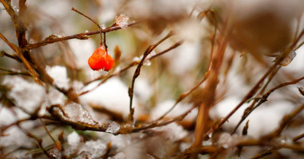 snow-nature-bush-winter